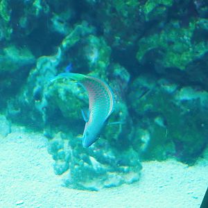 Quoy's parrotfish (Scarus quoyi), 2023-04-08