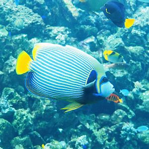Emperor angelfish (Pomacanthus imperator), 2023-04-08