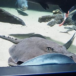 Ocellate river stingray (Potamotrygon motoro), 2023-04-08