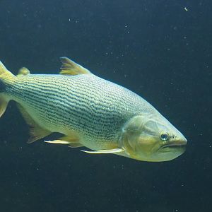 Dorado (Salminus brasiliensis), 2023-04-08