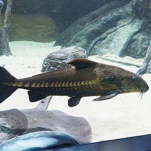 Ripsaw catfish (Plated catfish) (Oxydoras niger) and Ocellate river stingray (Potamotrygon motoro), 2023-04-08