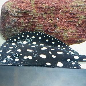 White-blotched river stingray (Potamotrygon leopoldi), 2023-04-08