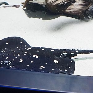 White-blotched river stingray (Potamotrygon leopoldi), 2023-04-08