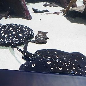 White-blotched river stingrays (Potamotrygon leopoldi), 2023-04-08