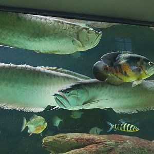 Silver arowanas (Osteoglossum bicirrhosum) and Tiger oscar (Astronotus ocellatus), 2023-04-08