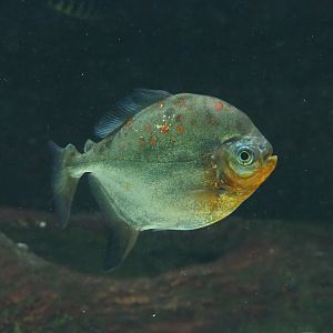 Red hook silver dollar (Myloplus rubripinnis), 2023-04-08