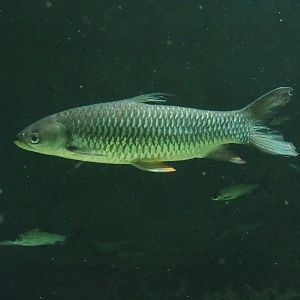 Sultan barb (Leptobarbus rubripinna), 2023-04-08