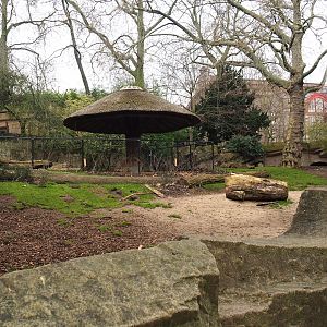 Sulawesi babirusa exhibit, 2023-04-08