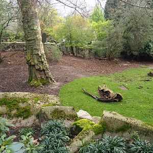 Sulawesi babirusa exhibit, 2023-04-08