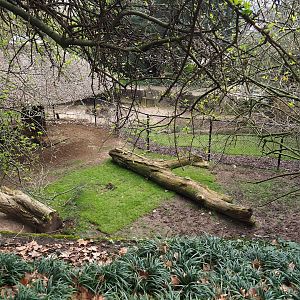 Sulawesi babirusa exhibit, 2023-04-08