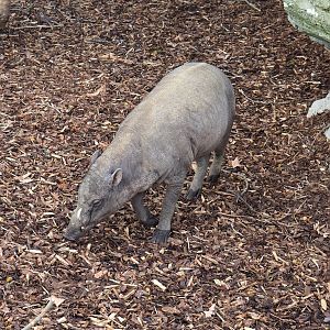 Sulawesi babirusa (Babyrousa celebensis), 2023-04-08