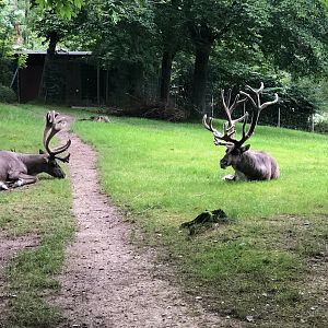 Opel Zoo- reindeer- 2021