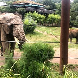 Opel Zoo- African elephants- 2021