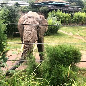 Opel Zoo- African elephant- 2021