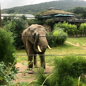 Opel Zoo- African elephant- 2021