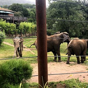 Opel Zoo- African elephants- 2021