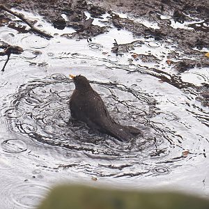 Wild Eurasian blackbird (Turdus merula) bathing in a puddle, 2023-04-08