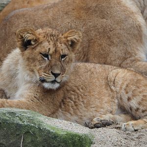 Young African lion (Panthera leo), 2023-04-08