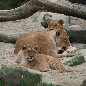 African lions (Panthera leo), 2023-04-08