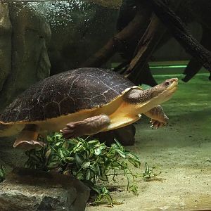 Branderhorst´s snapping turtle (Elseya branderhorsti), 2023-04-08