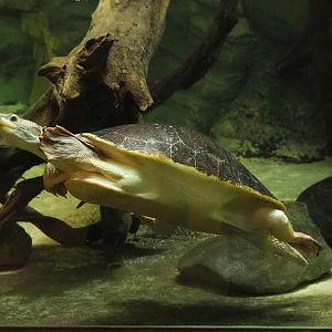 Branderhorst´s snapping turtle (Elseya branderhorsti), 2023-04-08