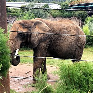 Opel Zoo- African elephant- 2021