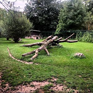 Opel Zoo- cheetah enclosure- 2021