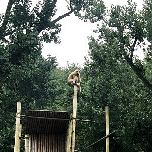 Opel Zoo- gibbon- 2021