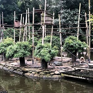 Opel Zoo- gibbon island- 2021