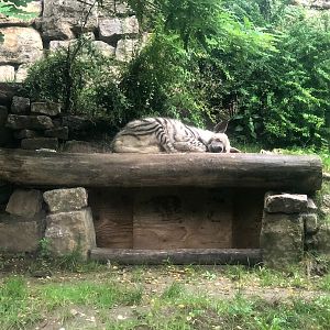 Opel Zoo- striped hyena- 2021