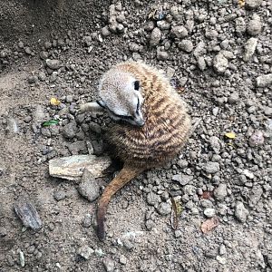 Opel Zoo- meerkat- 2021