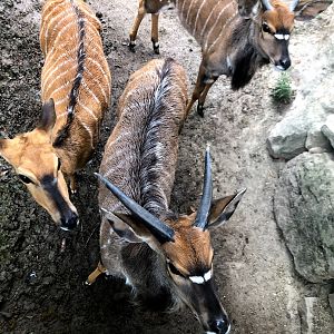 Opel Zoo- nyalas- 2021