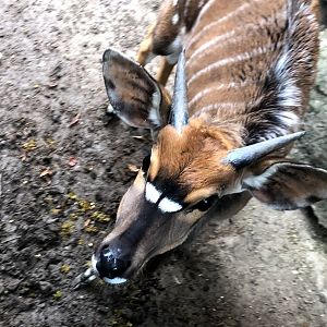 Opel Zoo- nyala- 2021