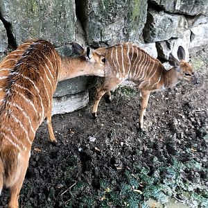 Opel Zoo- nyalas- 2021