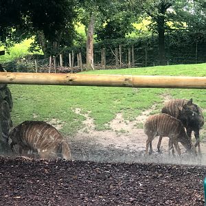Opel Zoo- view into nyala enclosure- 2021