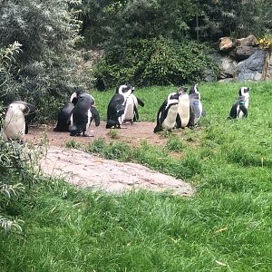 Opel Zoo- group of Jackass penguins- 2021