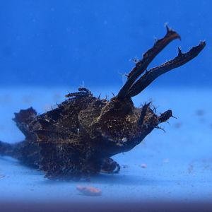 Ambon scorpionfish (Pteroidichthys amboinensis)