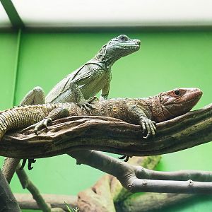 Hybrid sailfin lizard (Hydrosaurus pustulatus X H. weberi) and Caiman lizard (Dracaena guianensis), 2023-04-08