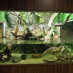 African mud turtle, Branderhorst's snapping turtle, Hybrid sailfin lizard and Caiman lizard exhibit, 2023-04-08