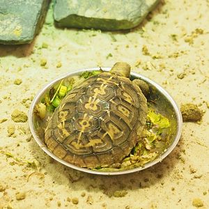 Juvenile Pancake tortoise (Malacochersus tornieri), 2023-04-08
