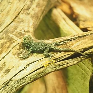 Juvenile Emerald spiny lizard (Sceloporus taeniocnemis), 2023-04-08