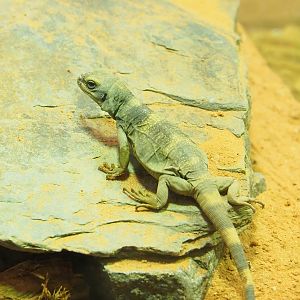 Juvenile Common chuckwalla (Sauromalus ate), 2023-04-08