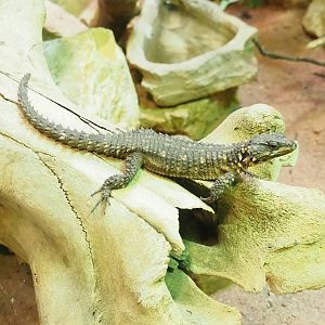 Zoutpansberg girdled lizard (Smaug depressus), 2023-04-08