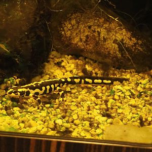 Kaiser's Spotted newt (Neurergus kaiseri), 2023-04-08