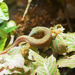 Robert Mertens' day gecko (Phelsuma robertmertensi), 2023-04-08