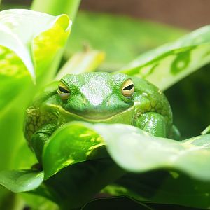 White-lipped tree frog (Nyctimystes infrafrenatus), 2023-04-08