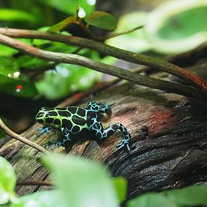 Variable poison dart frog (Ranitomeya variabilis), 2023-04-08