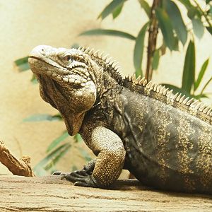 Cuban iguana (Cyclura nubila nubila), 2023-04-08