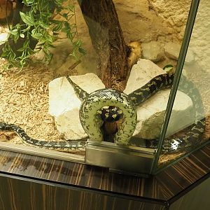 Northwestern carpet python (Morelia spilota variegata), 2023-04-08