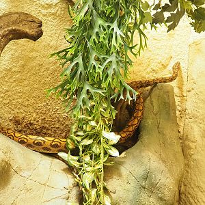 Brazilian rainbow boa (Epicrates cenchria), 2023-04-08